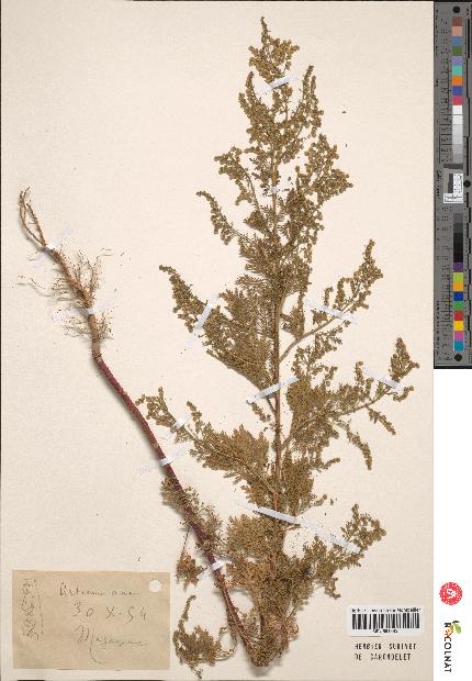 spécimen de Artemisia annua