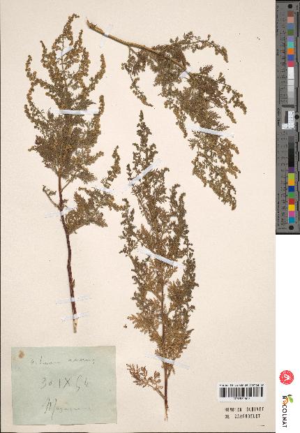 spécimen de Artemisia annua