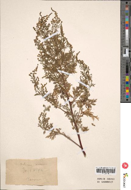 spécimen de Artemisia annua