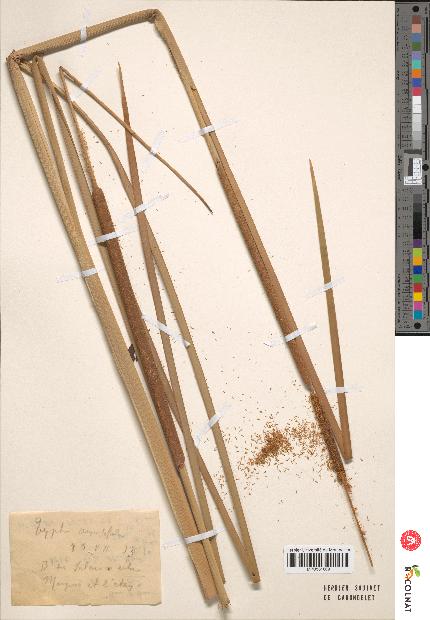 spécimen de Typha angustifolia
