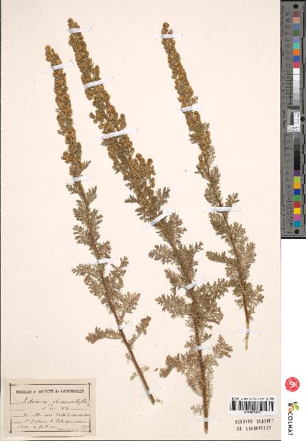 spécimen de Artemisia chamaemelifolia