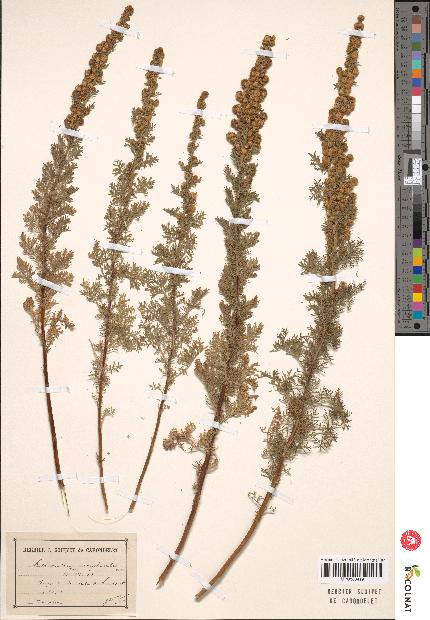 spécimen de Artemisia chamaemelifolia