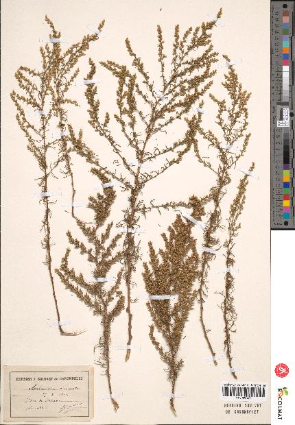 spécimen de Artemisia campestris