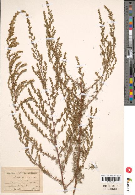 spécimen de Artemisia campestris