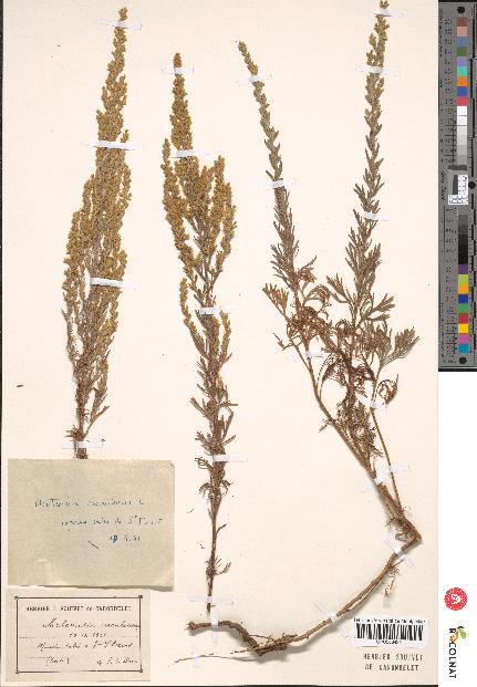 spécimen de Artemisia caerulescens