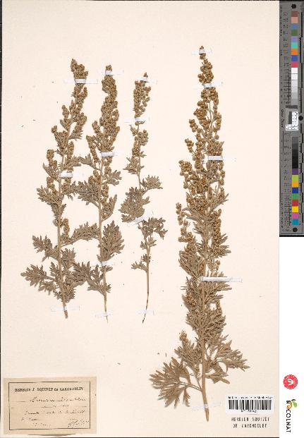 spécimen de Artemisia absinthium