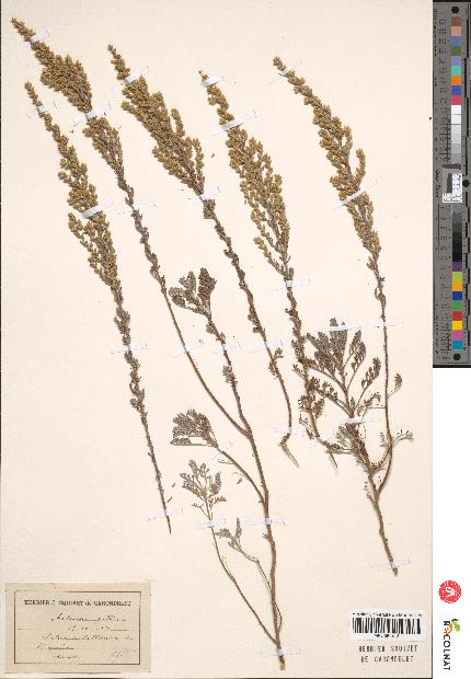 spécimen de Artemisia gallica