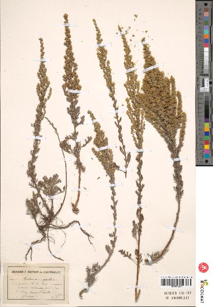 spécimen de Artemisia gallica