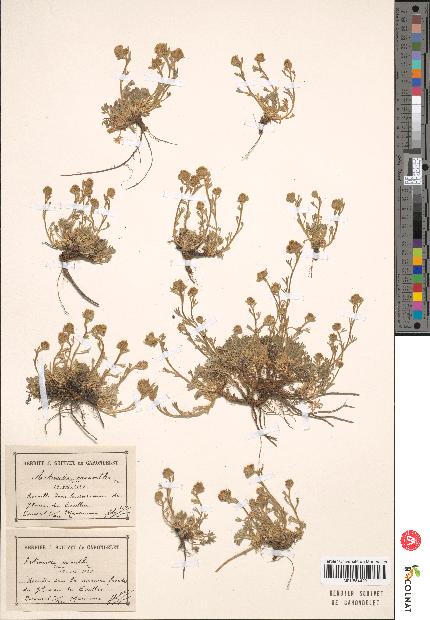 spécimen de Artemisia glacialis