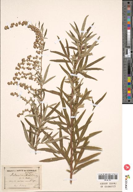 spécimen de Artemisia verlotiorum