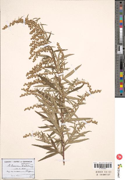 spécimen de Artemisia verlotiorum