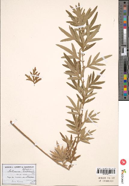 spécimen de Artemisia verlotiorum