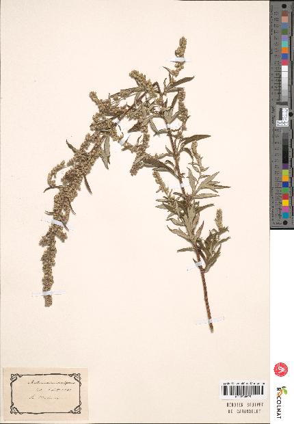 spécimen de Artemisia vulgaris