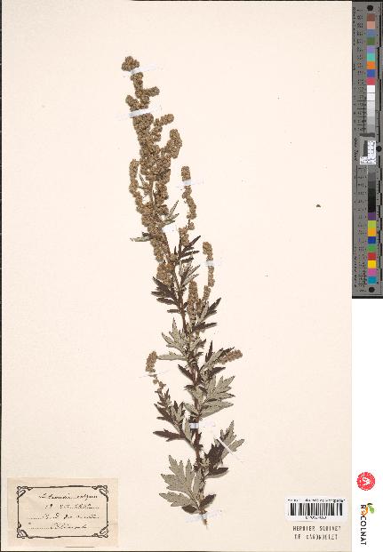 spécimen de Artemisia vulgaris