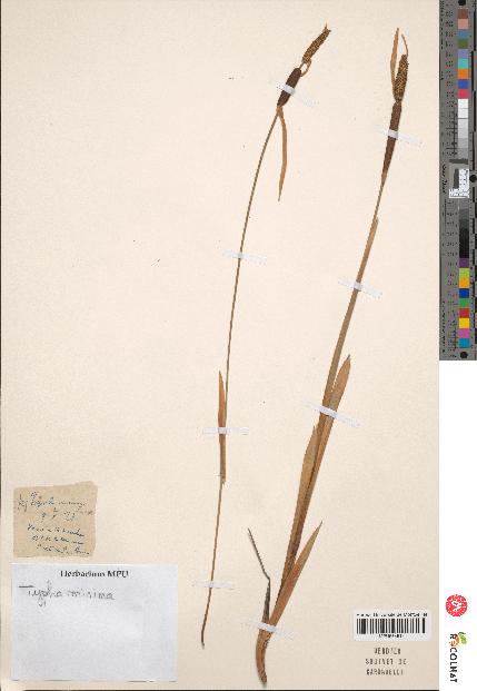 spécimen de Typha minima