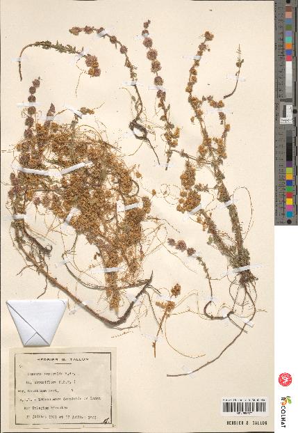 spécimen de Cuscuta australis