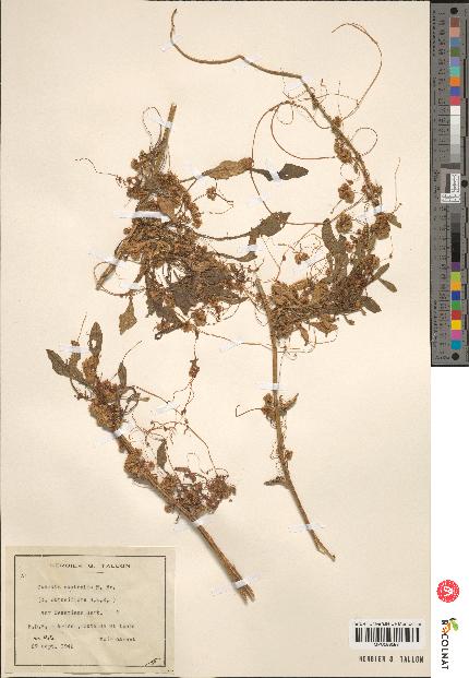 spécimen de Cuscuta australis