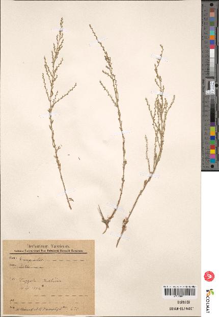 spécimen de Artemisia sp.