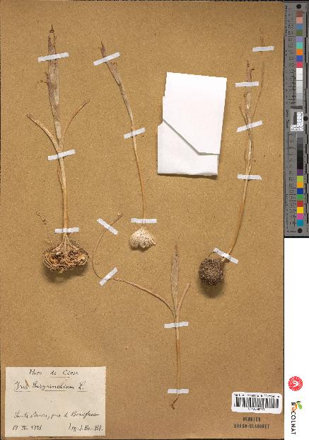 spécimen de Iris sisyrinchium