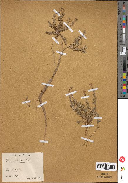 spécimen de Iris sisyrinchium