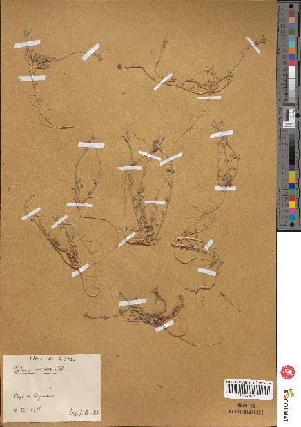 spécimen de Iris sisyrinchium