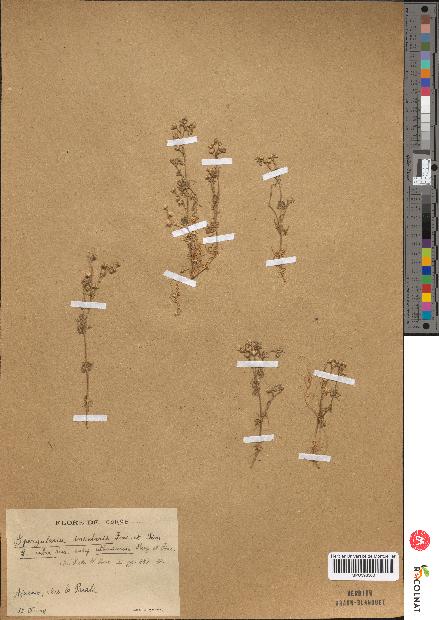 spécimen de Iris sisyrinchium