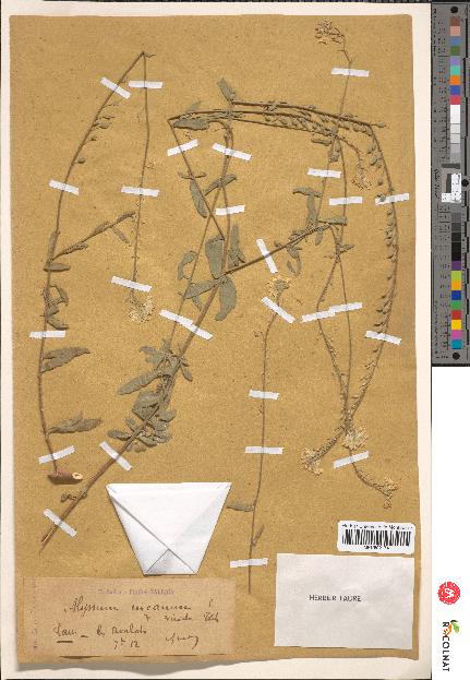 spécimen de Alyssum incanum