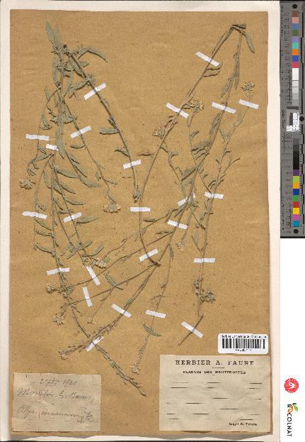 spécimen de Alyssum incanum