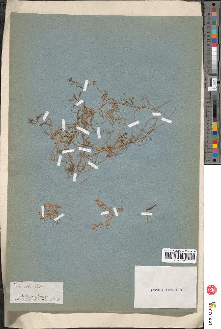 spécimen de Montia fontana