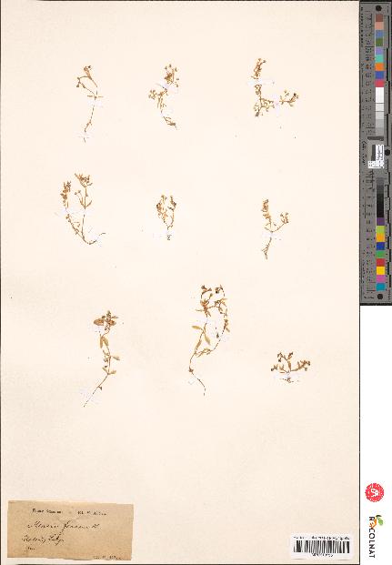 spécimen de Montia fontana