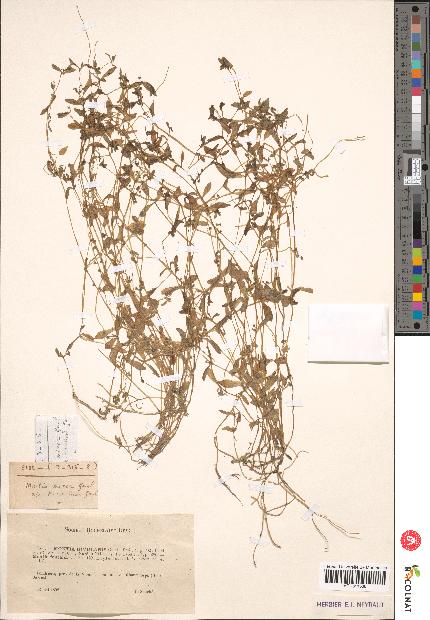 spécimen de Montia rivularis