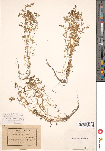 spécimen de Montia rivularis