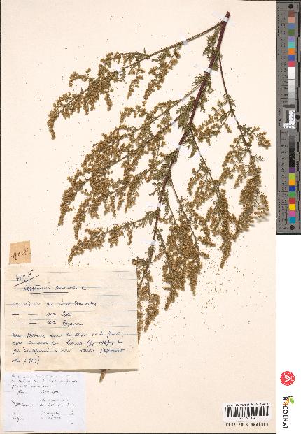 spécimen de Artemisia sp.