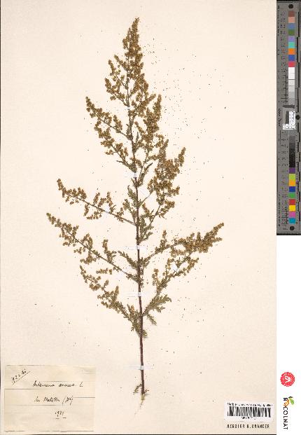 spécimen de Artemisia sp.