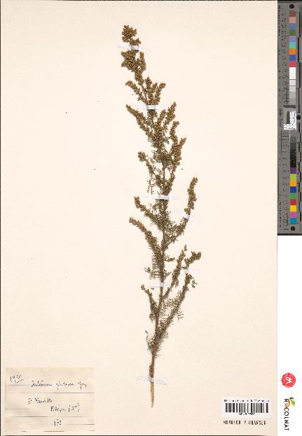 spécimen de Artemisia sp.