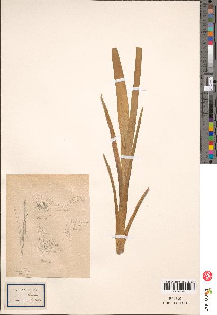 spécimen de Typha latifolia