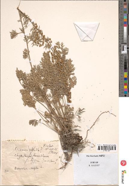 spécimen de Artemisia campestris