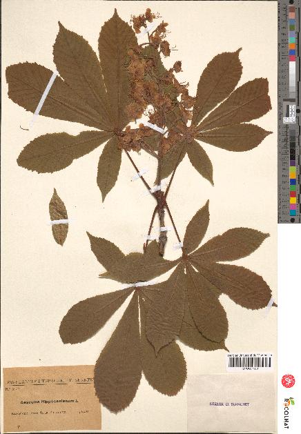 spécimen de Aesculus hippocastanum