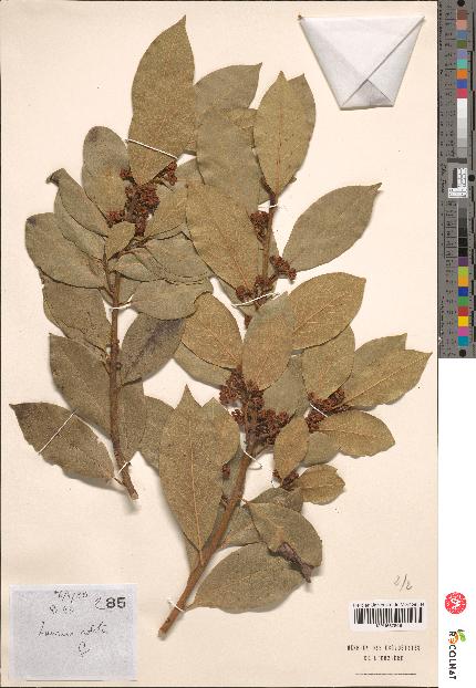spécimen de Laurus nobilis