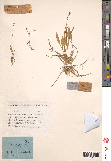 spécimen de Alisma ranunculoides