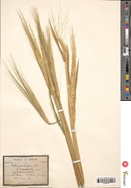 spécimen de Triticum vulgare