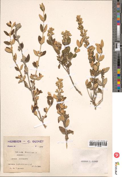 spécimen de Teucrium fruticans