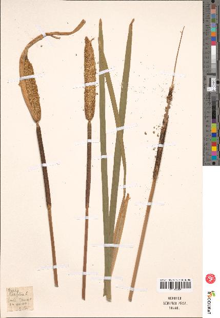 spécimen de Typha latifolia