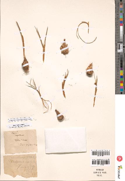 spécimen de Crocus carpetanus