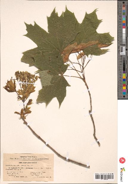 spécimen de Acer platanoides