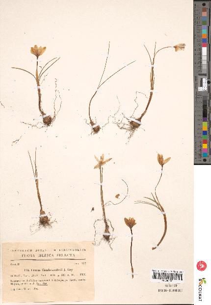 spécimen de Crocus cambessedesii