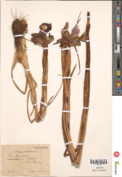 spécimen de Iris xiphioides