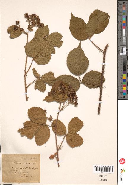 spécimen de Rubus bellardii