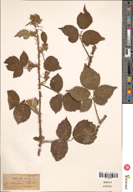 spécimen de Rubus horridus