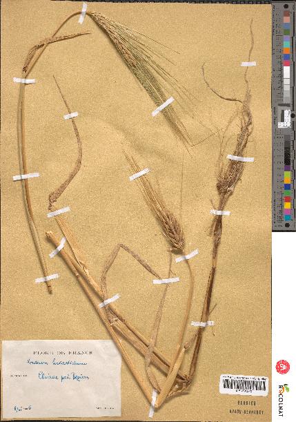 spécimen de Hordeum hexastichon